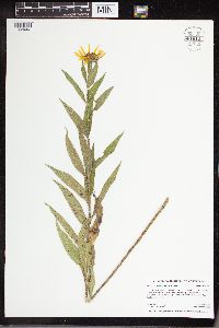 Helianthus nuttallii image