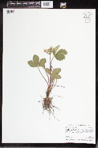 Fragaria virginiana image