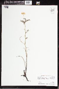 Securigera varia image