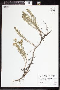 Comandra umbellata image