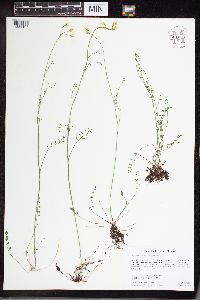 Cardamine pratensis image