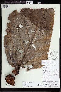 Media resource of Ficus brusii