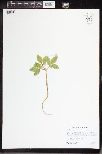 Panax trifolius image