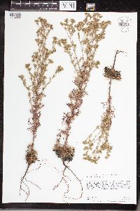 Chamaerhodos erecta image