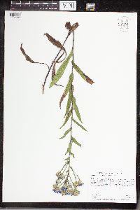 Symphyotrichum laeve var. laeve image