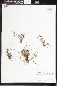 Thumbnail image of current specimen