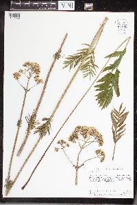 Valeriana officinalis image