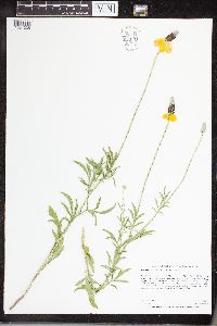 Ratibida columnifera image
