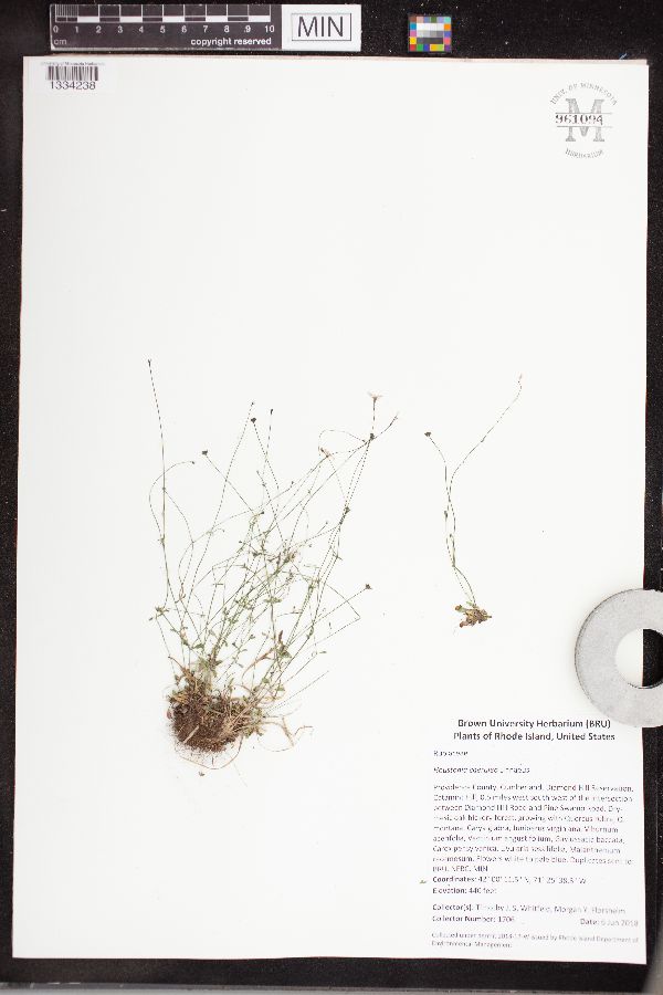 Houstonia caerulea image