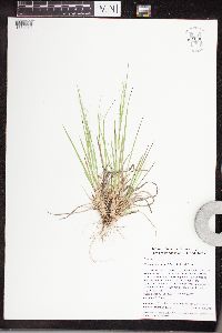 Dichanthelium linearifolium image