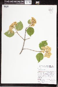 Viburnum dentatum image