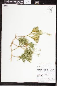 Diphasiastrum digitatum image