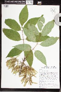 Fraxinus americana image