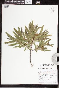 Comptonia peregrina image