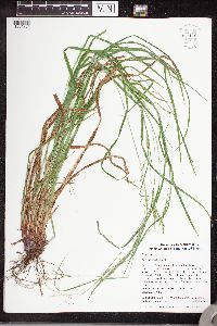 Carex debilis image