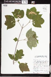 Media resource of Viburnum acerifolium