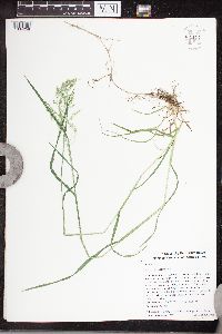Poa pratensis image