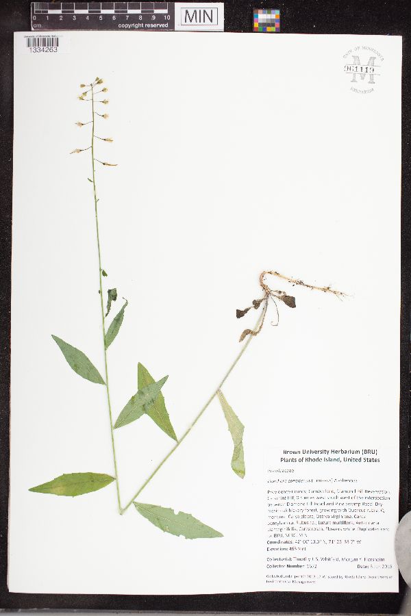 Boechera canadensis image