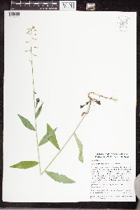 Media resource of Boechera canadensis