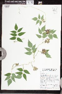 Apios americana image