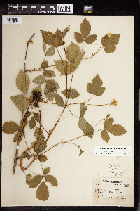Rubus aboriginum image