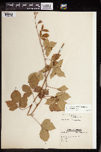 Rubus aboriginum image