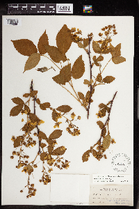Rubus ablatus image