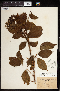 Rubus ablatus image