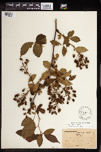 Rubus ablatus image