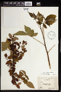 Rubus ablatus image