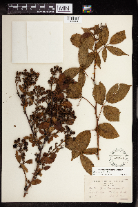 Rubus ablatus image