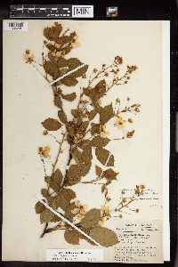 Rubus allegheniensis image