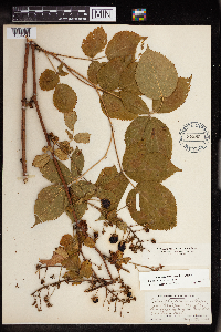 Rubus allegheniensis image