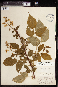 Rubus allegheniensis image