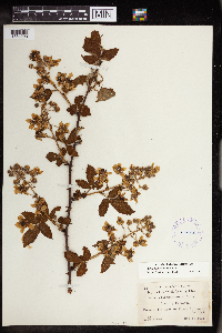 Rubus allegheniensis image
