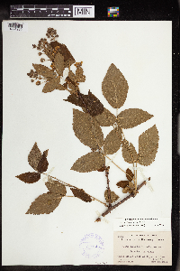 Rubus allegheniensis image