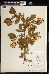 Rubus allegheniensis image