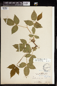 Rubus allegheniensis image