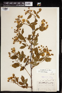 Rubus allegheniensis image