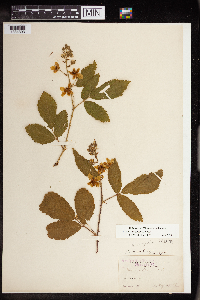 Rubus allegheniensis image