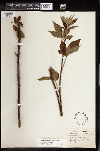 Rubus allegheniensis image