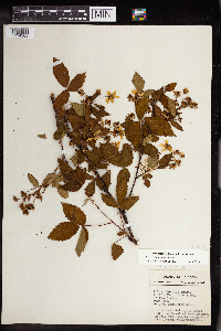 Rubus allegheniensis image
