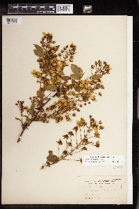 Rubus allegheniensis image