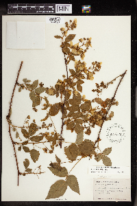 Rubus allegheniensis image