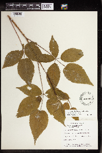 Rubus allegheniensis image