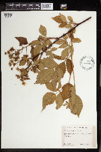 Rubus allegheniensis image