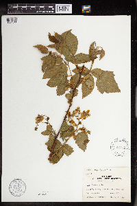 Rubus allegheniensis image