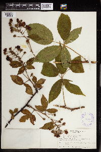 Rubus allegheniensis image