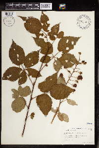 Rubus allegheniensis image