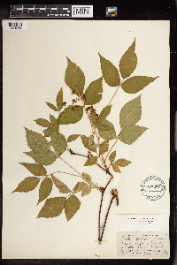 Rubus allegheniensis image